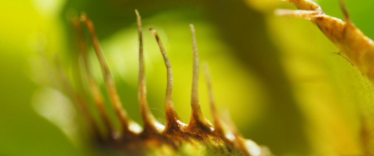 Plantes carnivores dans leur habitat naturel
