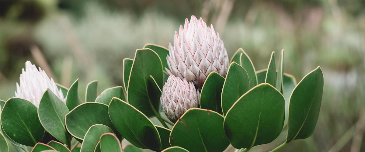 Fynbos d'Afrique du Sud