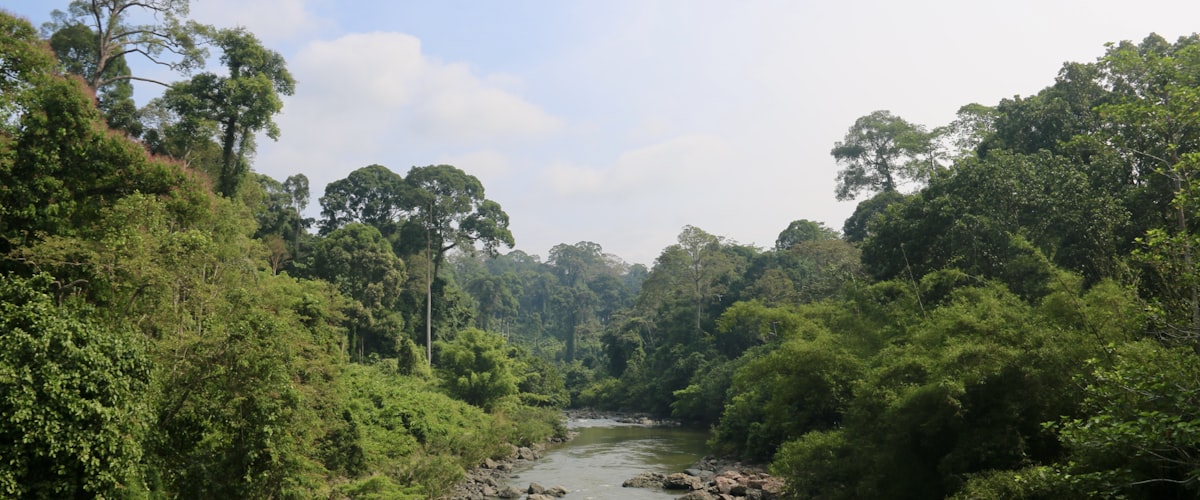 Forêt tropicale de Bornéo